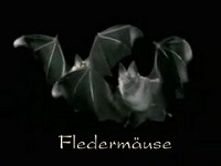 Fledermaus