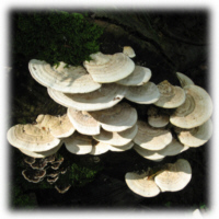 Pilze